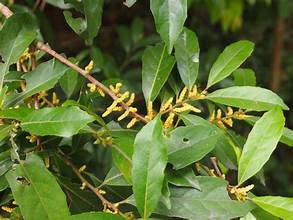 Aporosa octandra